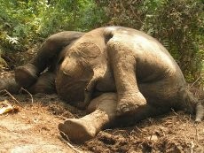 Gajah Jantan Ditemukan Mati di Bengkalis Riau