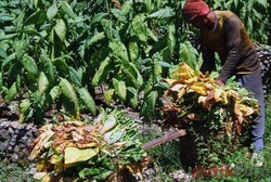 Tanam Tembakau, Petani di Temanggung Bisa Naik Haji