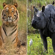 Nepal Gunakan Pesawat Tak Berawak Untuk Awasi Pemburu Liar