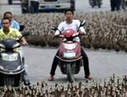 5.000 Bebek Bikin Macet Jalanan di China