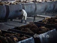 Produksi Minyak Sawit Digenjot
