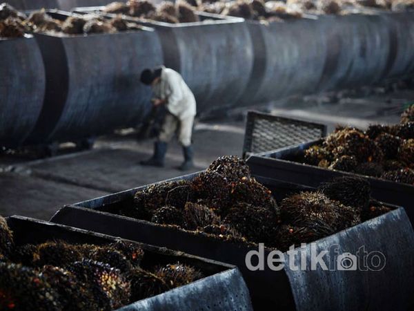 Produksi Minyak Sawit Digenjot