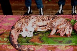 Kasus Penyelundupan Ekspor Daging Trenggiling Kian Marak