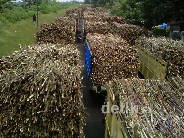 Penggilingan Ditutup, Petani Tebu Berdemo Penggilingan Ditutup, Petani Tebu Berdemo