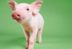 Apakah Bahan Dasar Vaksin Cuma dari Babi?