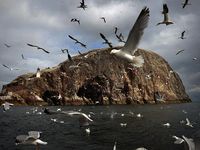 Melihat Kehidupan Burung Gannet