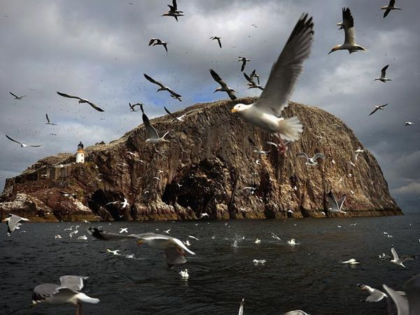 Melihat Kehidupan Burung Gannet