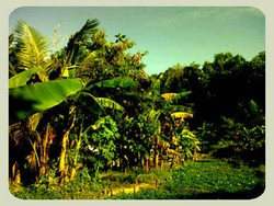 Pemandangan Hijau nan Sejuk