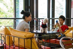 The Dog Cafe, Makan Bersama Anjing-anjing Lucu di Korsel