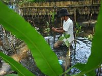 Penanaman 10.000 Pohon Mangrove