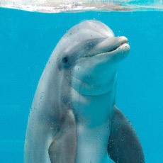 Korsel Larang Penangkapan Lumba-lumba Untuk Pertunjukan