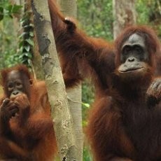 Kesempurnaan Kalimantan di Taman Nasional Tanjung Puting