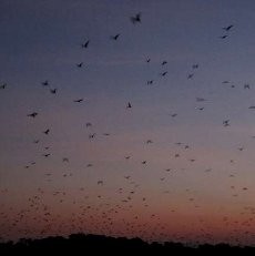 Wow! Ribuan Kelelawar Menghiasi Langit Flores