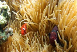 Tak Pernah Bosan Menyelami Bunaken