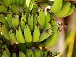 Spaghetti dari Tepung Pisang Mentah, Solusi untuk Penderita Celiac Disease