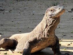 Merekam Ragam Tingkah Si Naga Purba