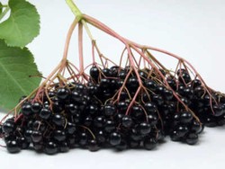 Elderberries, Varietas Baru Buah Berry Yang Ampuh Cegah Kanker