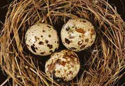 5 Jenis Telur yang Sama Sehatnya dengan Telur Ayam