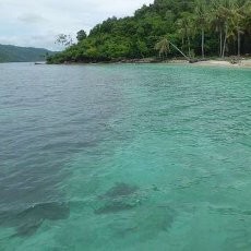 Aduh! Tersengat Bulu Babi di Kiluan