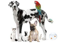 Cara-cara Sehat yang Bisa Dipelajari dari Hewan Peliharaan