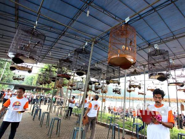 800 Burung Berkicau Ramaikan Fauzi Bowo Cup