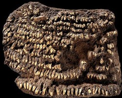 Tas Tertua di Dunia dengan Hiasan Gigi Anjing Ditemukan!