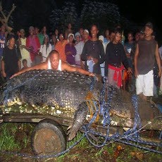 Buaya Sepanjang 6 Meter Pecahkan Rekor Dunia sebagai Reptil Terbesar