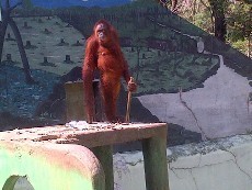 Memprihatinkan! Orangutan Betina di Solo Kecanduan Rokok