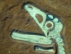 Fosil Dinosaurus Unik Ditemukan di Jerman