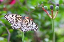 Terbang Bersama Kupu-kupu di Penang