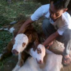 Sapi Berkepala Dua Lahir di Malang