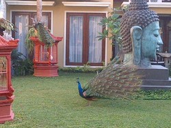 Koleksi Unik Anggota DPR, Bambang Soesatyo & Burung Langka