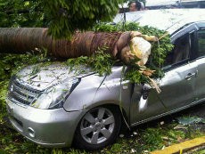 Mobil Grand Livina Tertimpa Pohon di Bandara Polonia