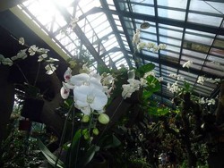 Griya Anggrek, Rumah Tanaman Paling Cantik di Kebun Raya Bogor