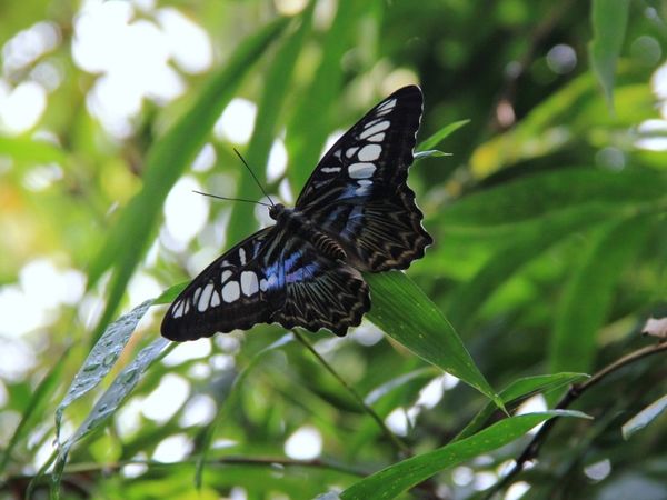 Kupu-kupu Cantik dari Penang, Malaysia