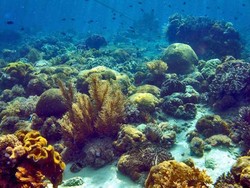 10 Spot Diving Paling Indah di Dunia