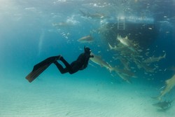 Scuba Diving Atau Free Dive, Pilih Mana?