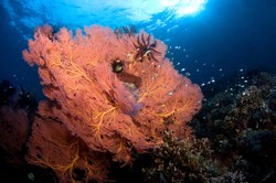 Perairan Indonesia, Dari Ikan Badut Sampai Hiu Paus