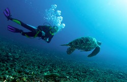 Mau Menyelam? Urus Dulu Diving License-nya