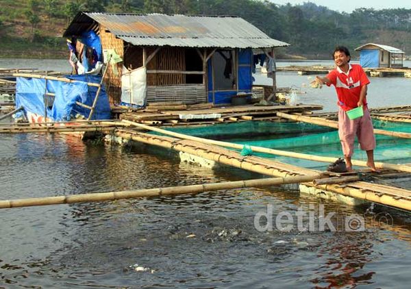 Peluang Tambak Ikan Masih Luas