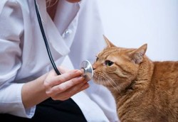 Penyakit Hewan Masih Jadi Ancaman, Dimana Peran Dokter Hewan?