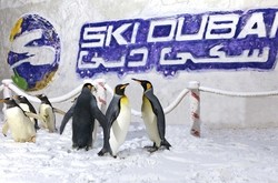 Hebat! Di Dubai Ada Penguin