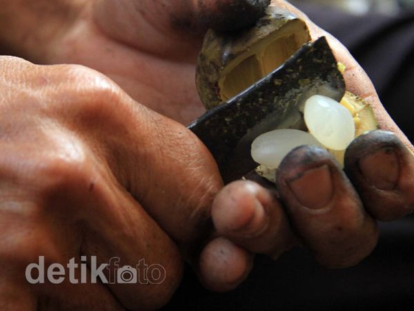 Jelang Ramadan, Petani Kolang-kaling Panen