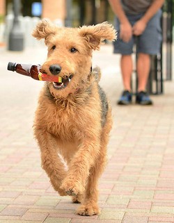 Nyam, nyam... Si Doggy Pun Punya Pizza dan Cupcake Favorit!