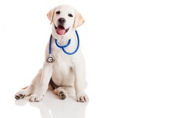 Penyakit dari Hewan Menyerang 2,4 Miliar Orang di Dunia per Tahun