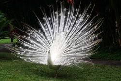 Kicauan Burung nan Merdu di Bali Bird Park