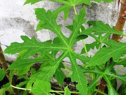 Daun Gedi, Pengental Alami yang Kaya Antioksidan