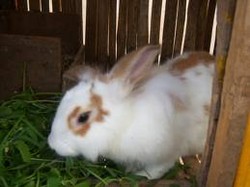 Dahlan Iskan: Pelihara 50 Kelinci Setara Punya Penghasilan Rp 2 Juta/Bulan