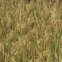 Mentan Klaim Surplus Beras Bisa Capai 5 Juta Ton