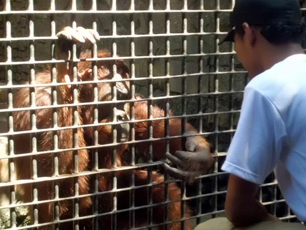 Sepasang Orang Utan Milik Warga Pasuruan Disita